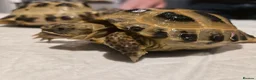 Tortoise reptiles for sale: Horsefields tortoises  in Great Yarmouth - Advert 2