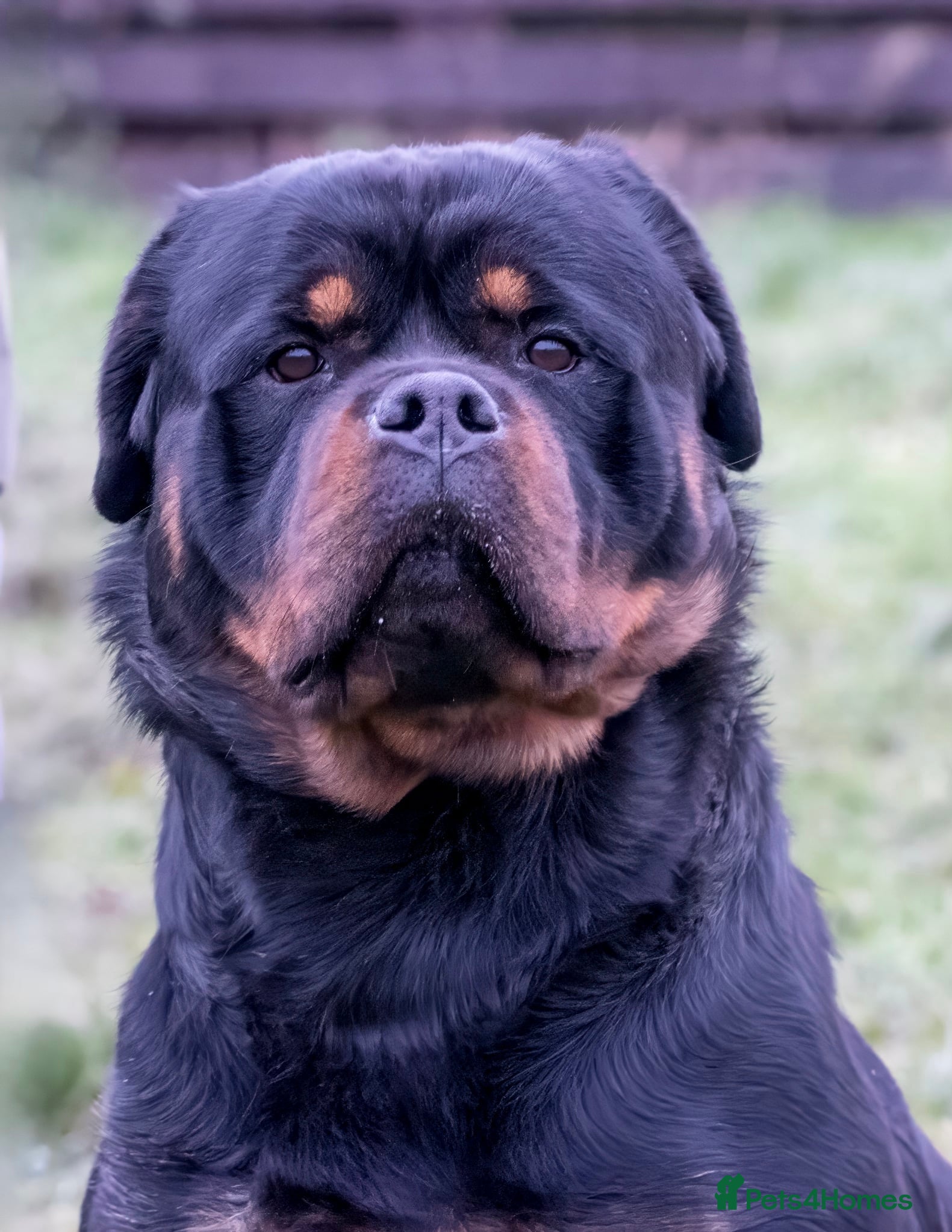 Rottweiler dogs 5-Generation Kennel Club Rottweiler Puppies  - Advert 7