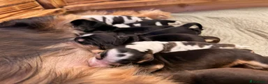 Cocker Spaniel 8