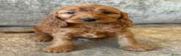 Cockapoo dogs for sale: BEAUTIUFL MIXED LITTER OF F1 COCKERPOOS - Advert 12