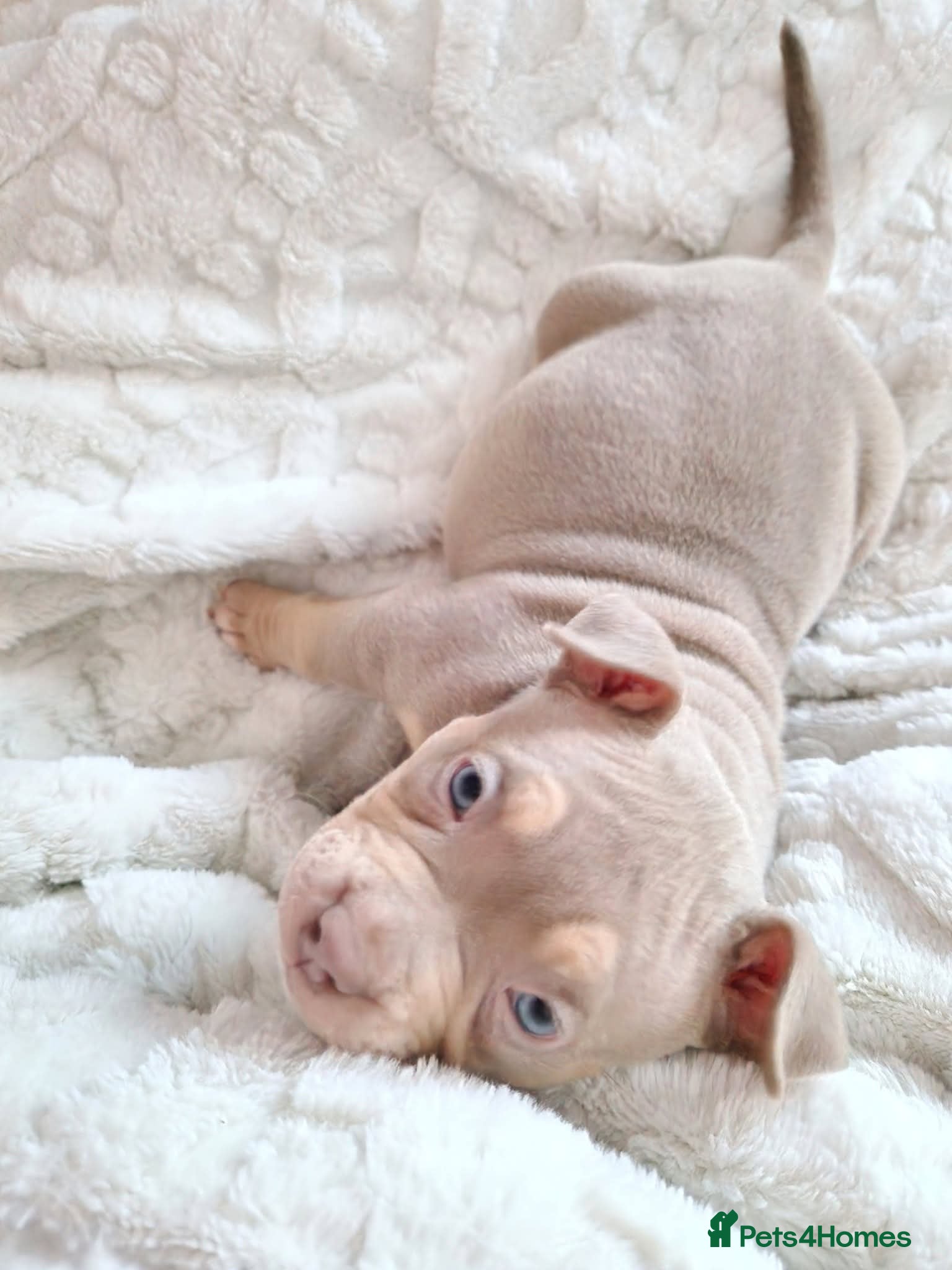 American Bully dogs ABKC best bloodline Ready to go Pocket Bully  - Advert 2