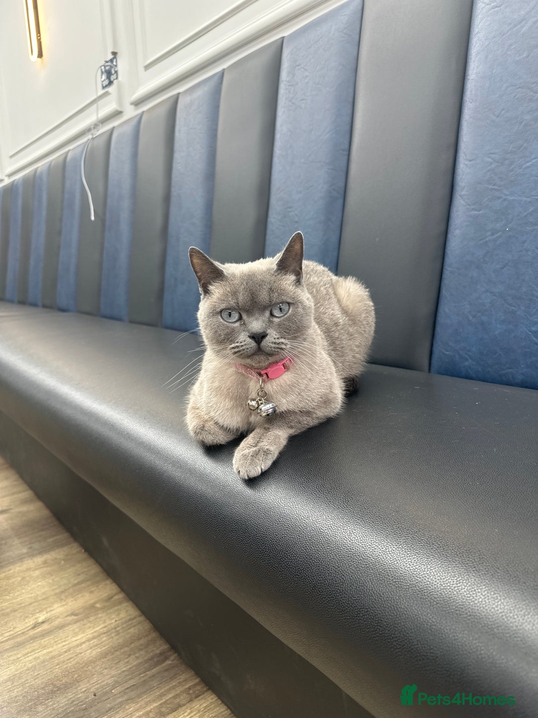 Brazilian Shorthair cats for sale: British shorthair blue kittens -microhipped&health - Advert 1