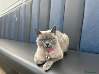 Brazilian Shorthair cats British shorthair blue kittens -microhipped&health - Advert 2