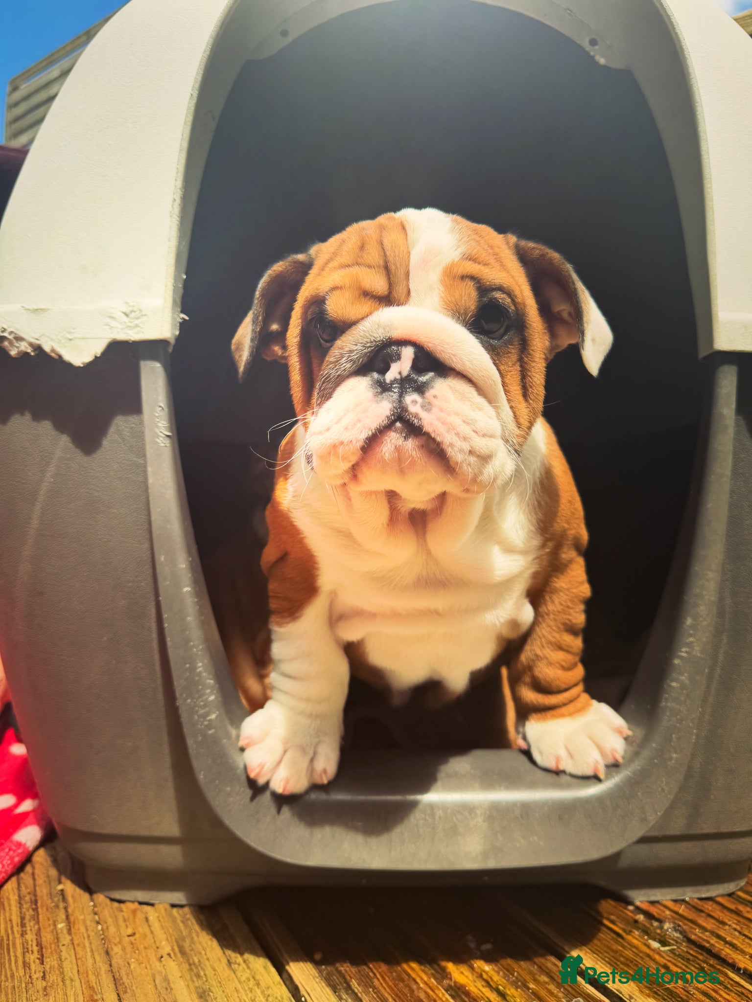 English Bulldog dogs Beautifully bred English bulldogs  - Advert 2