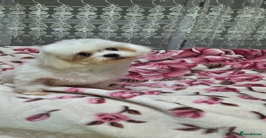 Maltese dogs Loving 8 month old puppy  - Advert 5