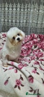 Maltese dogs Loving 8 month old puppy - Advert 5