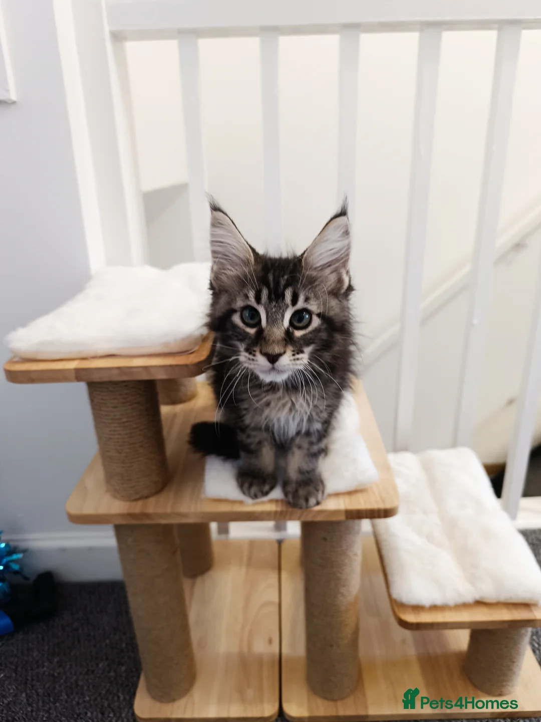 Maine Coon cats for sale: Maine Coon kittens boy and girl  - Advert 8