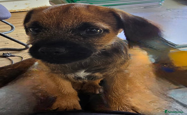 Border Terrier dogs - Advert 1