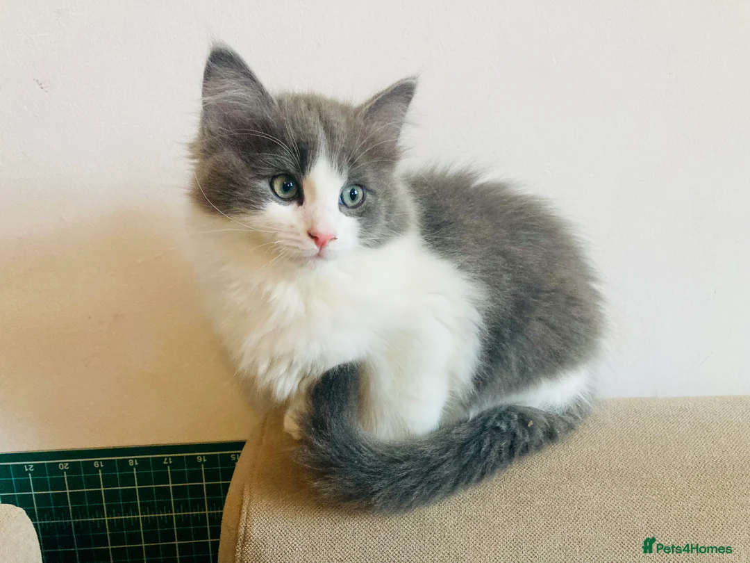 Maine Coon cats for sale: Rag Coon Kittens - Advert 9