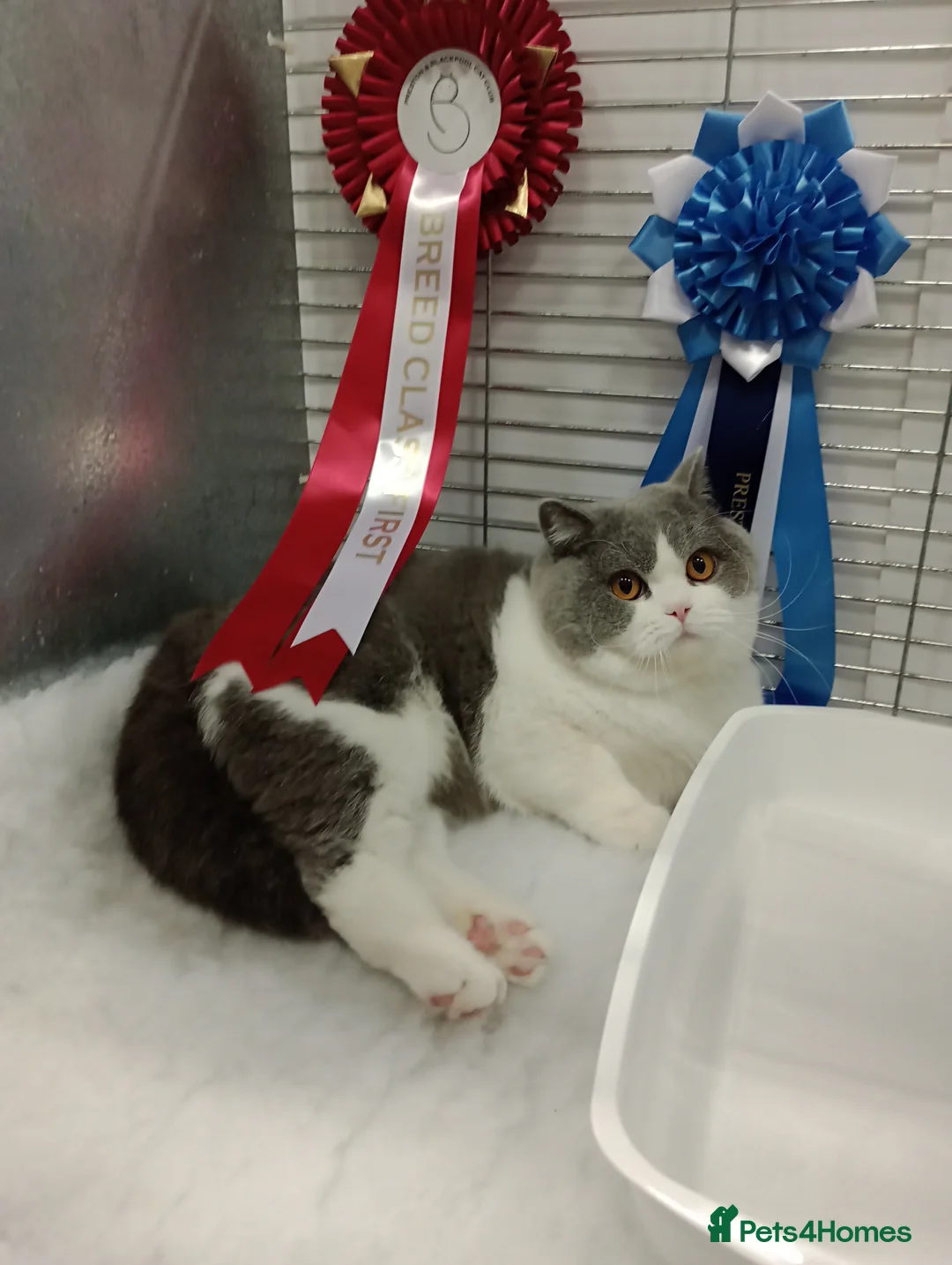 British Shorthair cats for stud: Gccf Studs Blues Lilac, Blue Bi, Cream bi Bi in Manchester - Advert 12