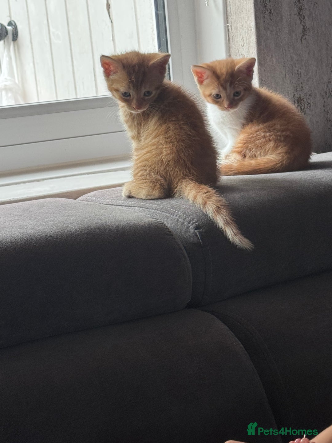 Mixed Breed cats for sale: 3 gorgeous ginger kittens READY NOW - Image 3