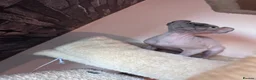 Sphynx cats for sale: ✨ Exceptional Sphynx Kittens –Last Two Available ✨ - Advert 8