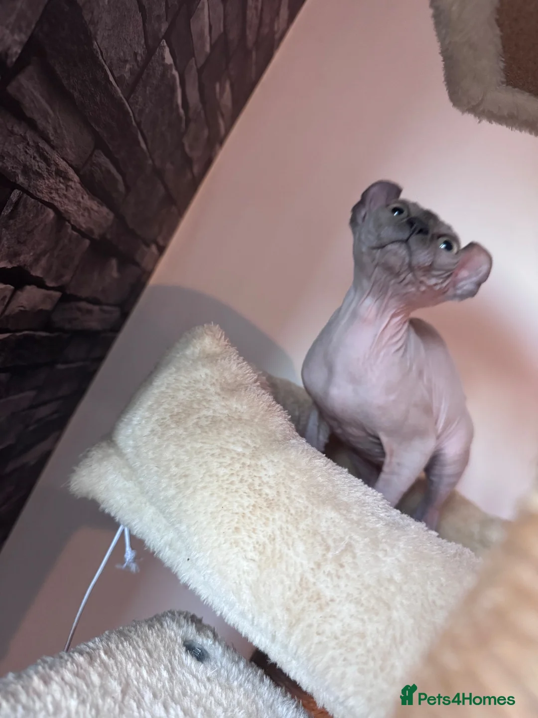 Sphynx cats for sale: ✨ Exceptional Sphynx Kittens –Last Two Available ✨ - Advert 8