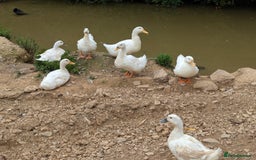 Ducks poultry for sale: Pure Cherry Valley Ducklings - Image 1
