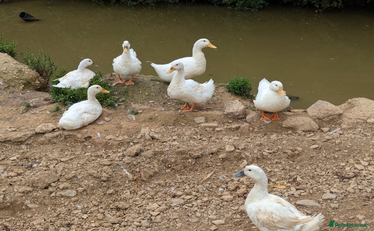 Ducks poultry - Advert 1