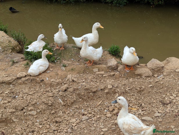 Ducks poultry - Advert 1