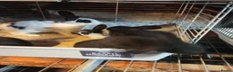 Mixed Breed rabbits for sale: Giant New Zealand black and giant Papillon in Accrington - Advert 3