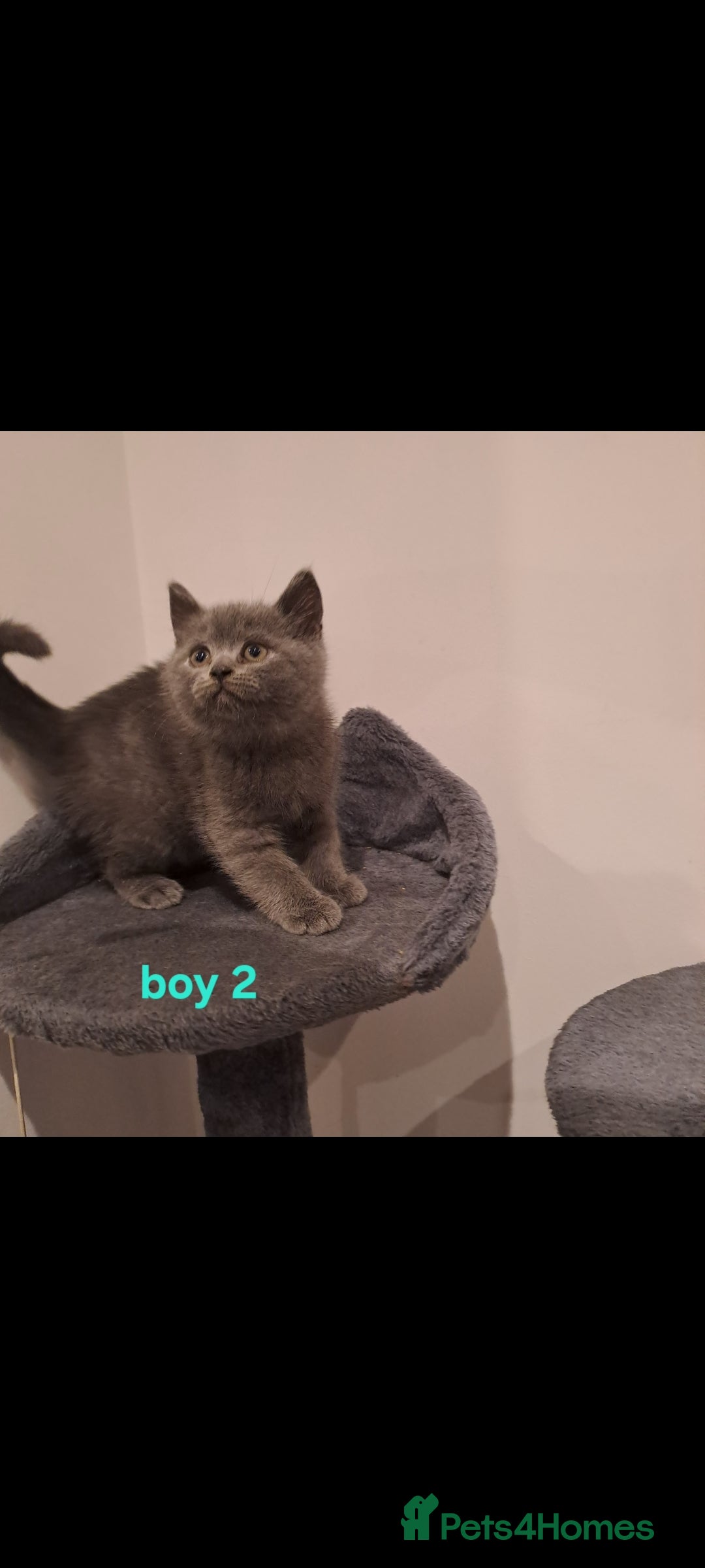 British Shorthair cats for sale: British shorthair - Image 6