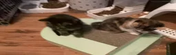 Mixed Breed cats for sale: Looking to become a member of your family in Dagenham - Advert 6