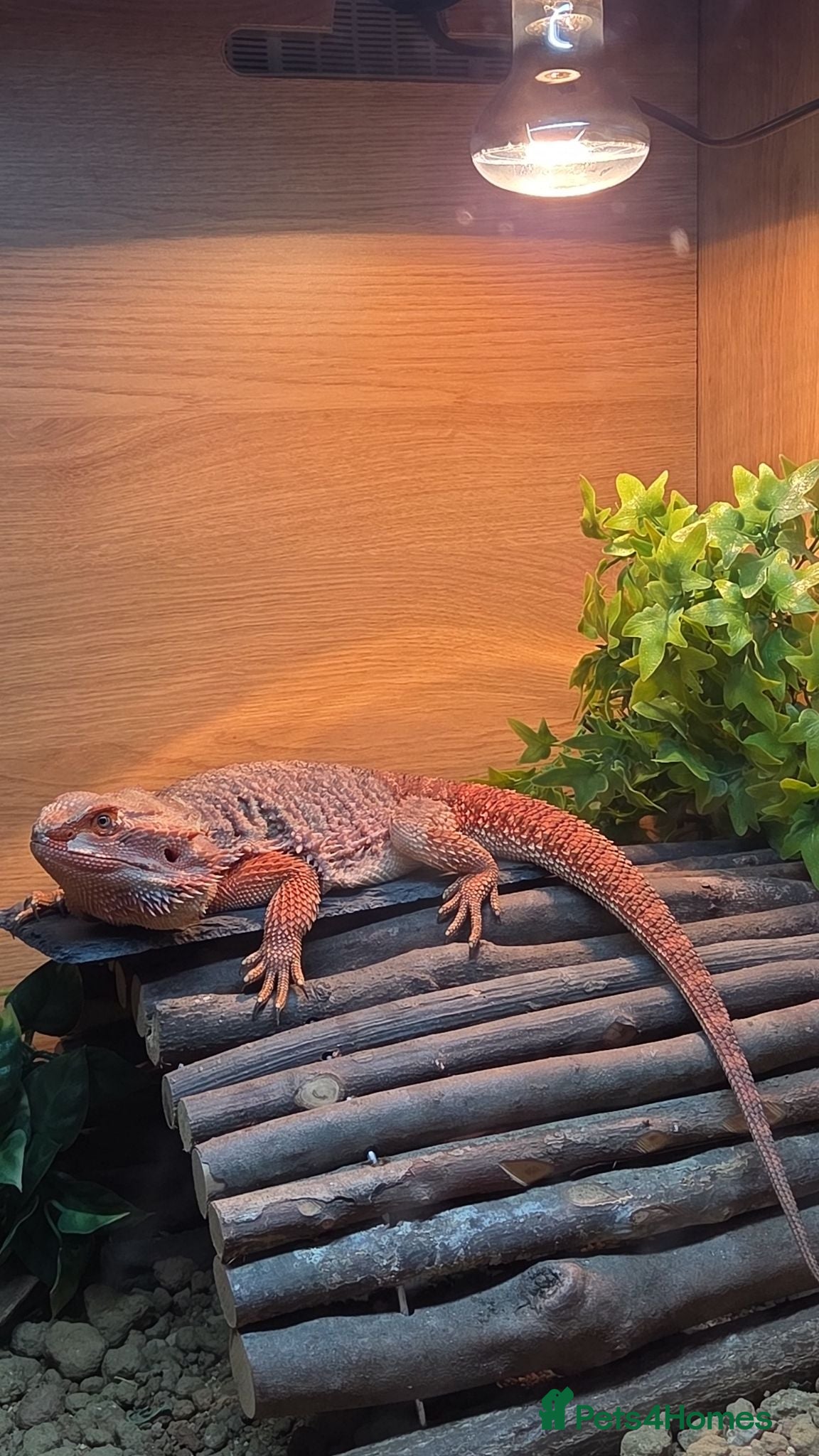 Bearded Dragon reptiles Male Bearded Dragon  - Advert 4