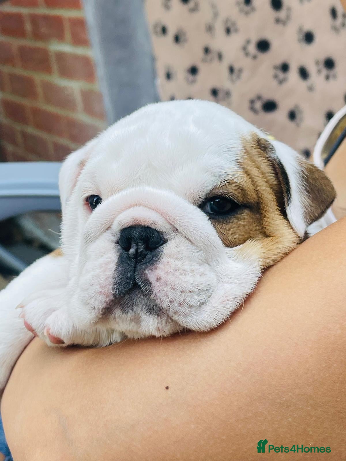 English Bulldog dogs  KC British Bulldog  puppies for sale - Advert 1