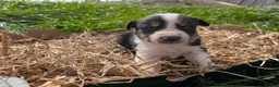 Border Collie dogs for sale: Cracking Litter of Tri Coloured Collies For Sale - Advert 7