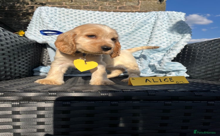 Cocker Spaniel dogs - Advert 4