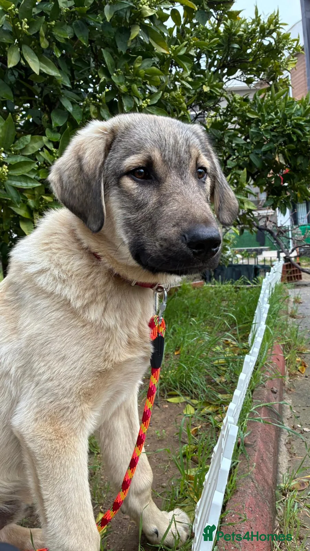 Anatolian Shepherd dogs for adoption: Hagrid – Smart & Loyal Lab Shepherd Mix Puppy - Advert 1