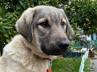Anatolian Shepherd dogs Hagrid – Smart & Loyal Lab Shepherd Mix Puppy - Advert 2