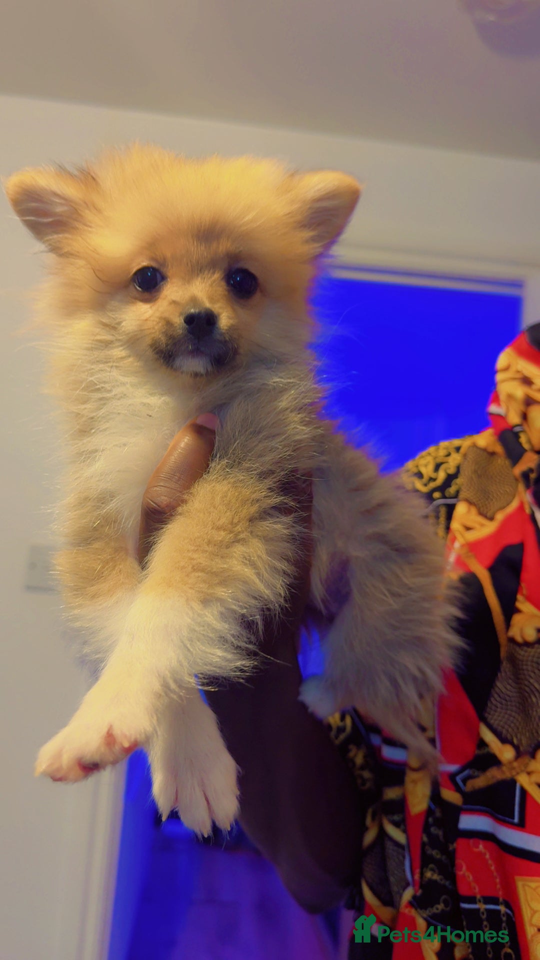Pomeranian dogs for sale: Energetic Pome - Image 2