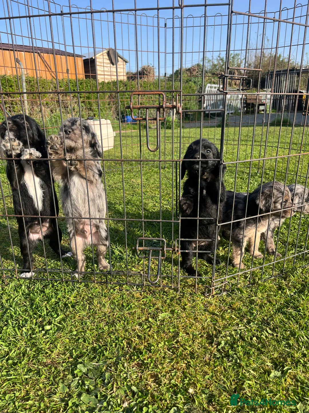 Mixed Breed dogs for sale: Beagle x poodle puppies in Newton Abbot - Advert 10