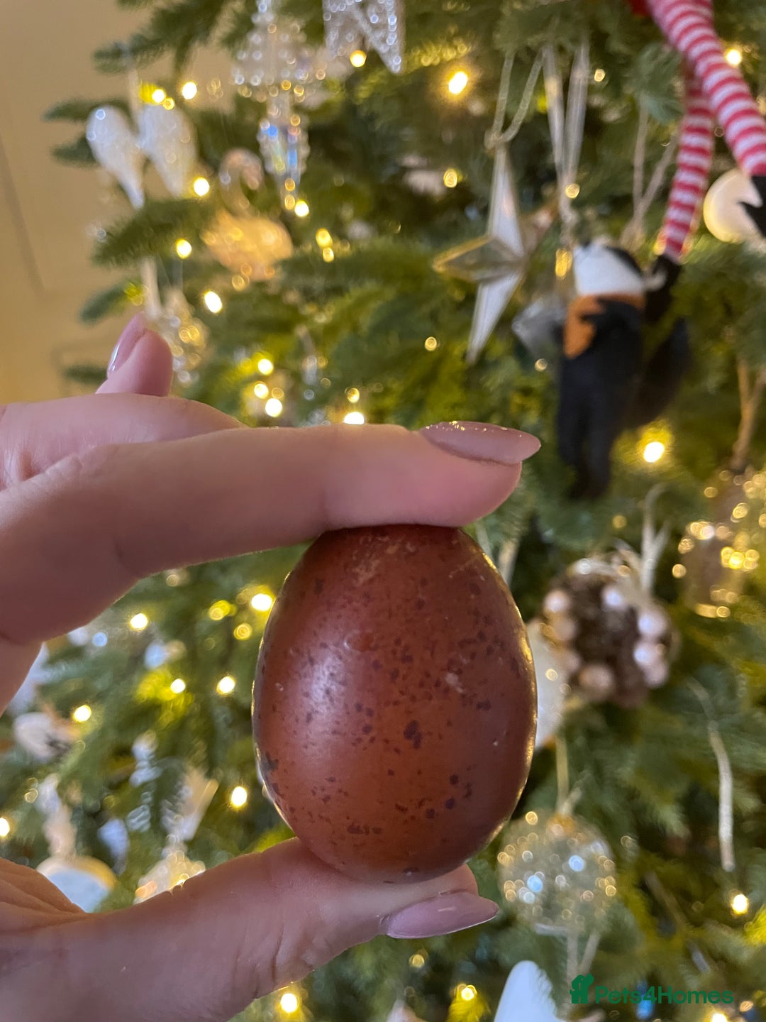 Chickens poultry for sale: Day old BCMs & Olive eggers.  - Advert 4