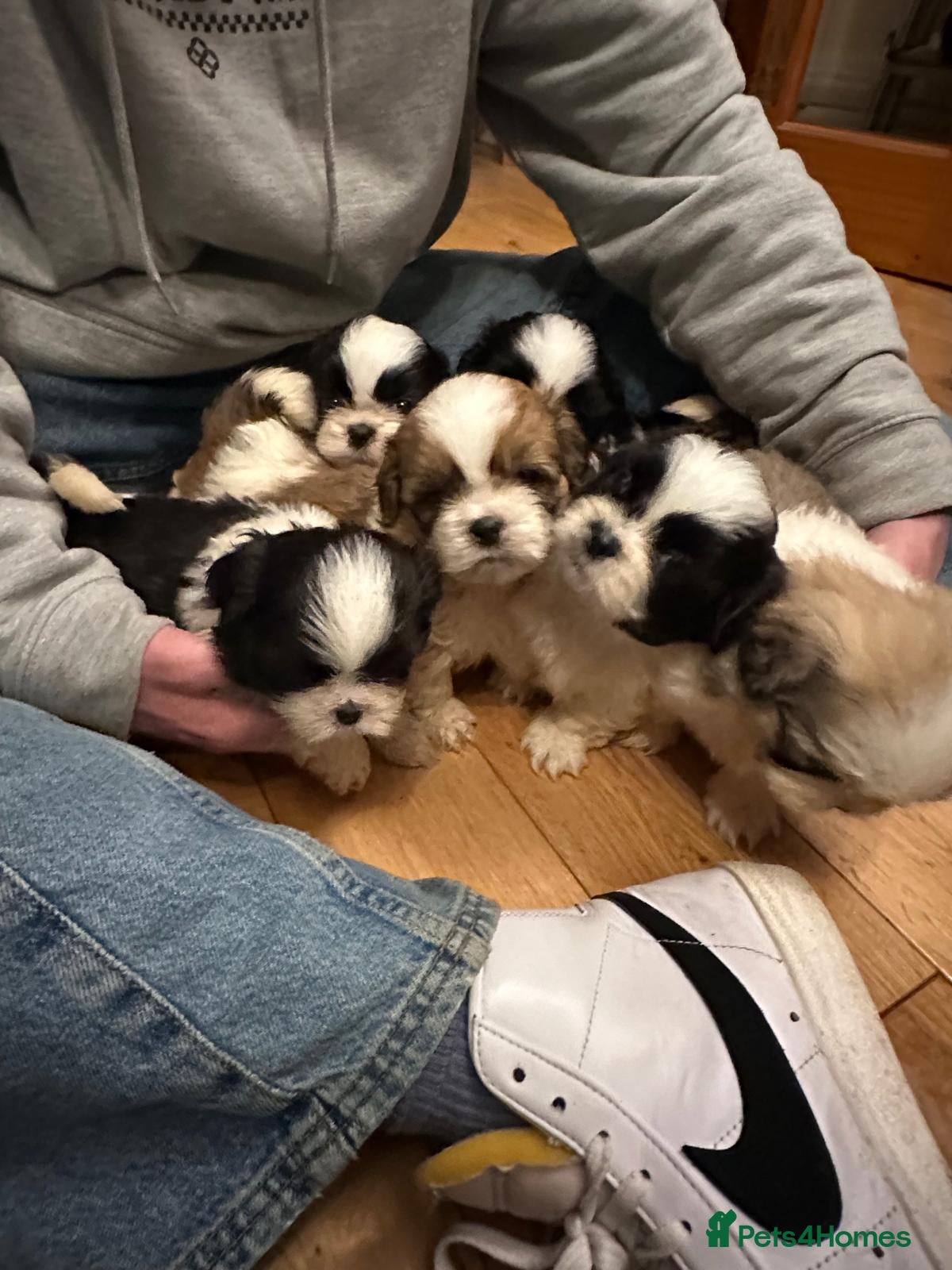 Shih Tzu dogs 6 Shih Tzu Puppies for Sale - Advert 1
