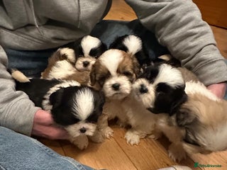Shih Tzu dogs 6 Shih Tzu Puppies for Sale - Advert 13