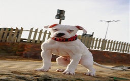 American Bulldog dogs for sale: Male bulldog - Image 5