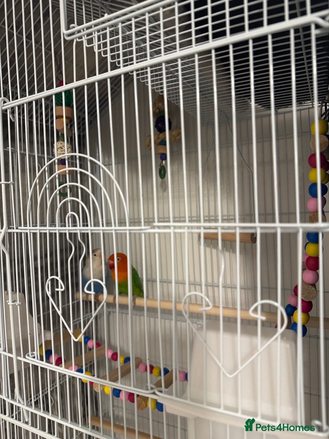 Lovebirds birds for sale: Bonded Lovebirds  - Advert 3