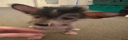 Chinese Crested dogs for sale: Hairless Chinese Cresteds  - Advert 1