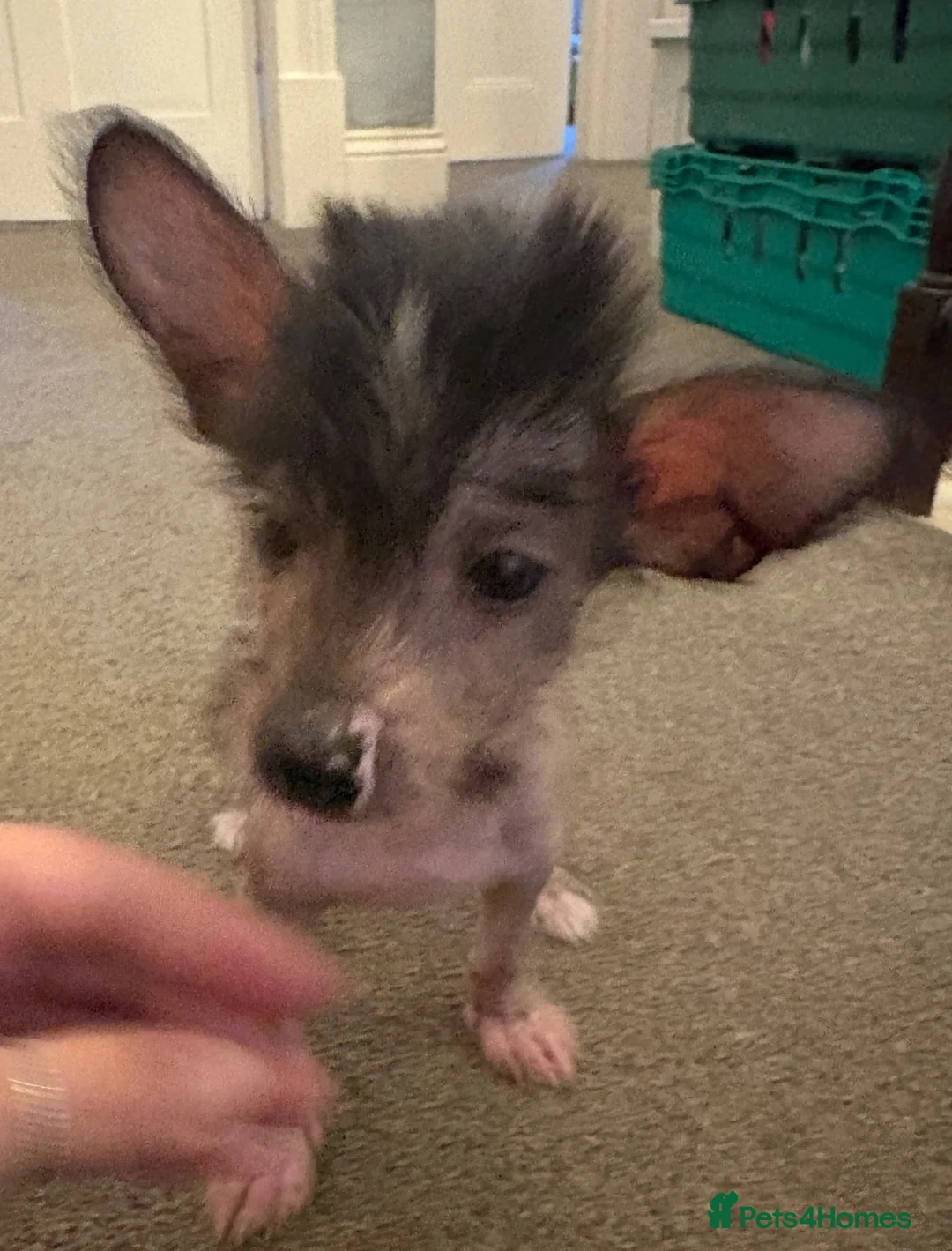 Chinese Crested dogs for sale: Hairless Chinese Cresteds  - Advert 1
