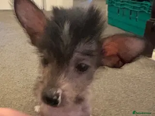 Chinese Crested dogs Hairless Chinese Cresteds - Advert 1
