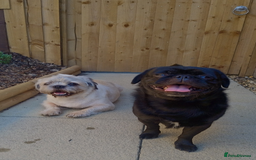 Pug dogs for stud: Fluffy pug for Stud - Image 2