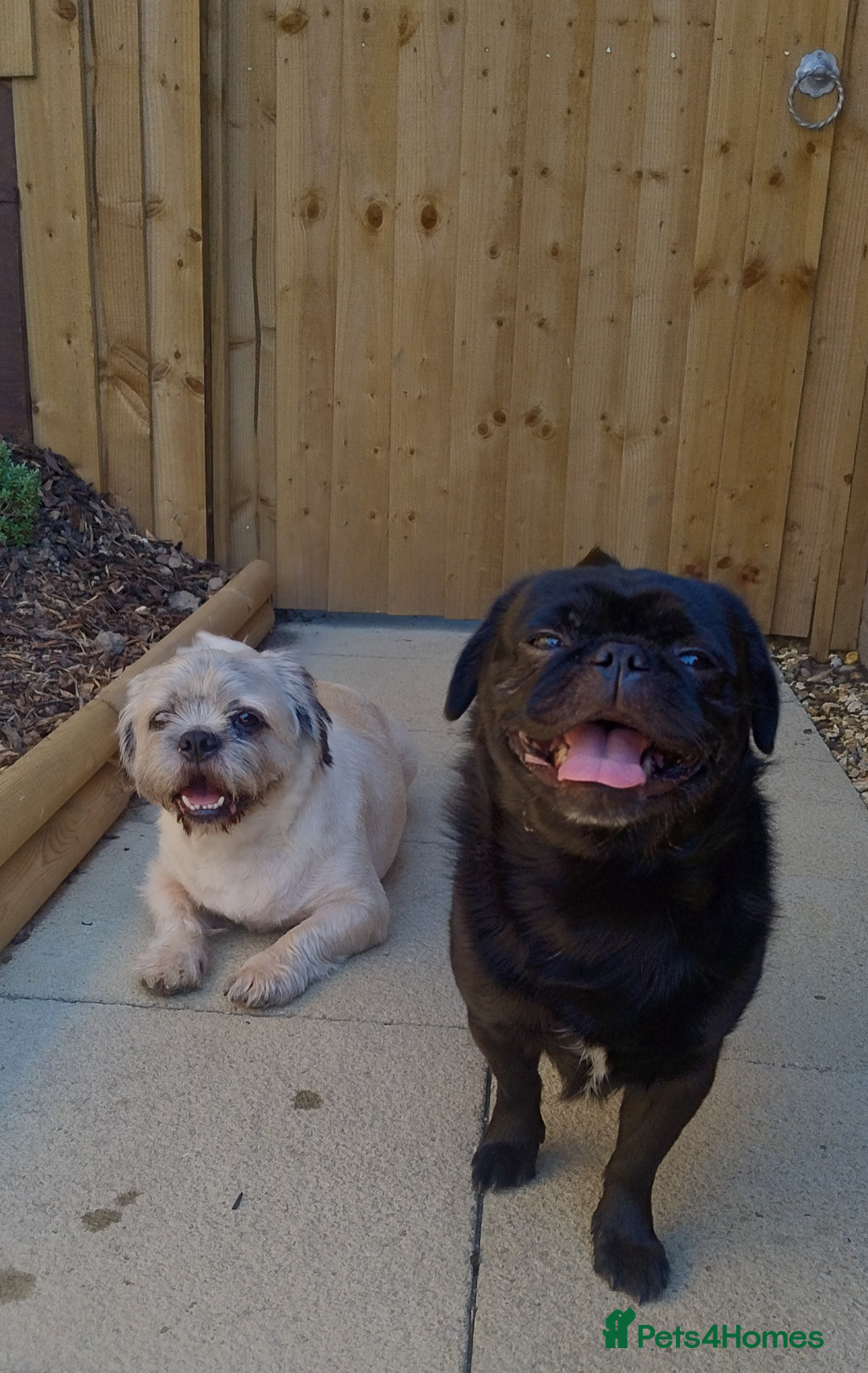 Pug dogs for stud: Fluffy pug for Stud - Image 2