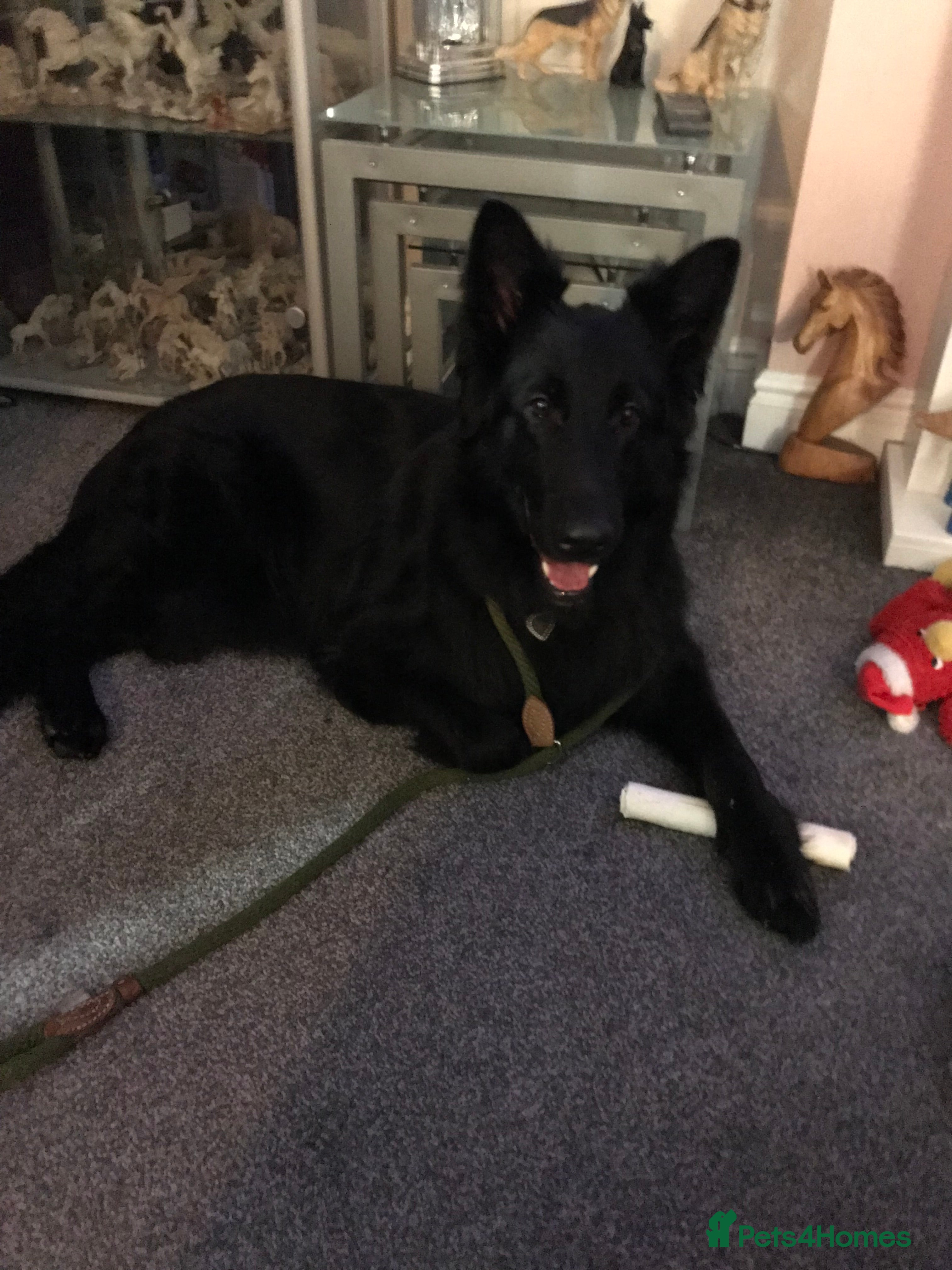 German Shepherd dogs Molly - Advert 1