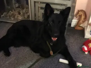 German Shepherd dogs Molly - Advert 1