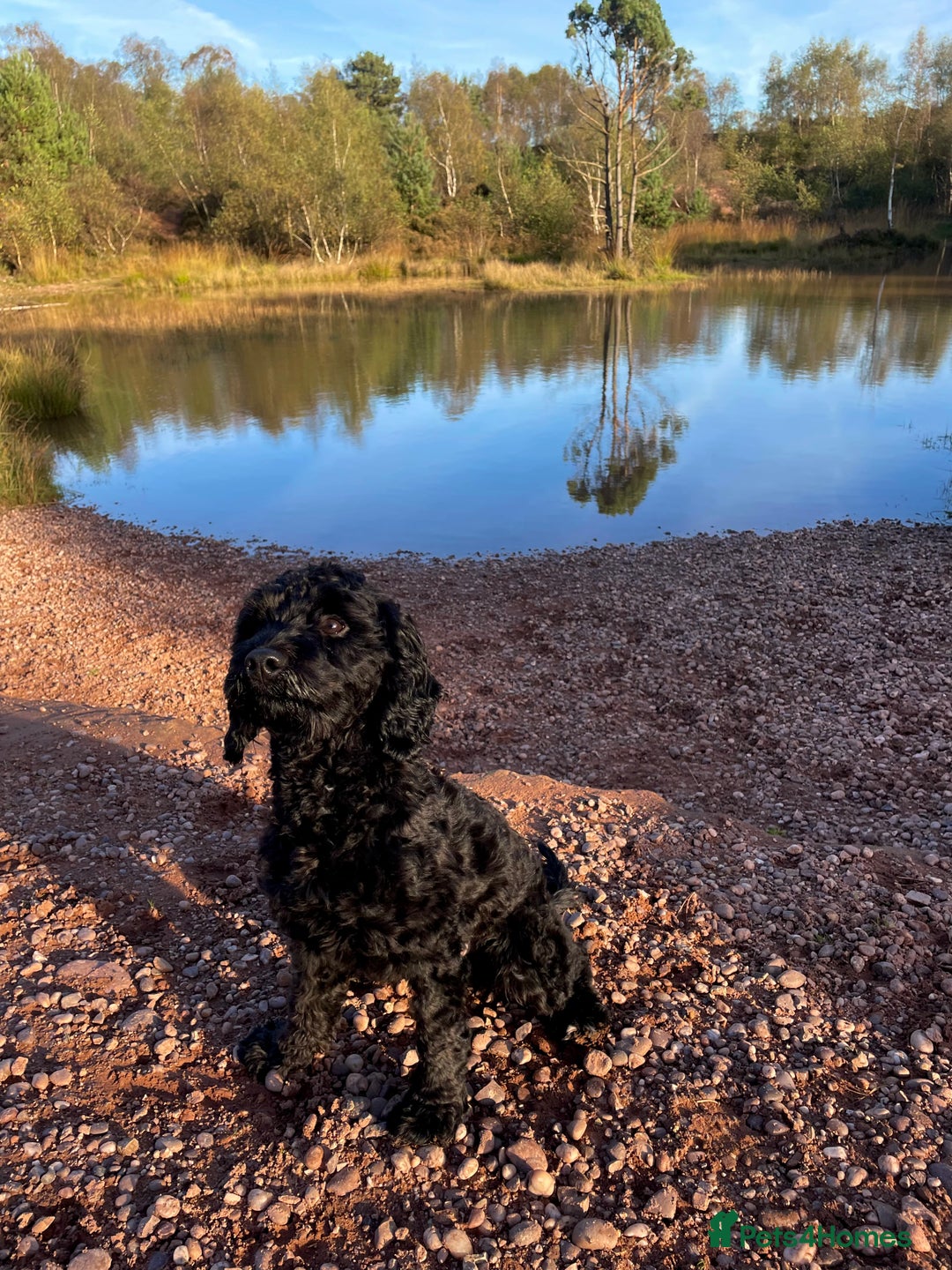 Cavapoo dogs for stud: Proven Black Cavapoo Stud- DNA Health tested  - Advert 2