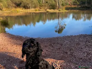 Cavapoo dogs Proven Black Cavapoo Stud- DNA Health tested - Advert 6