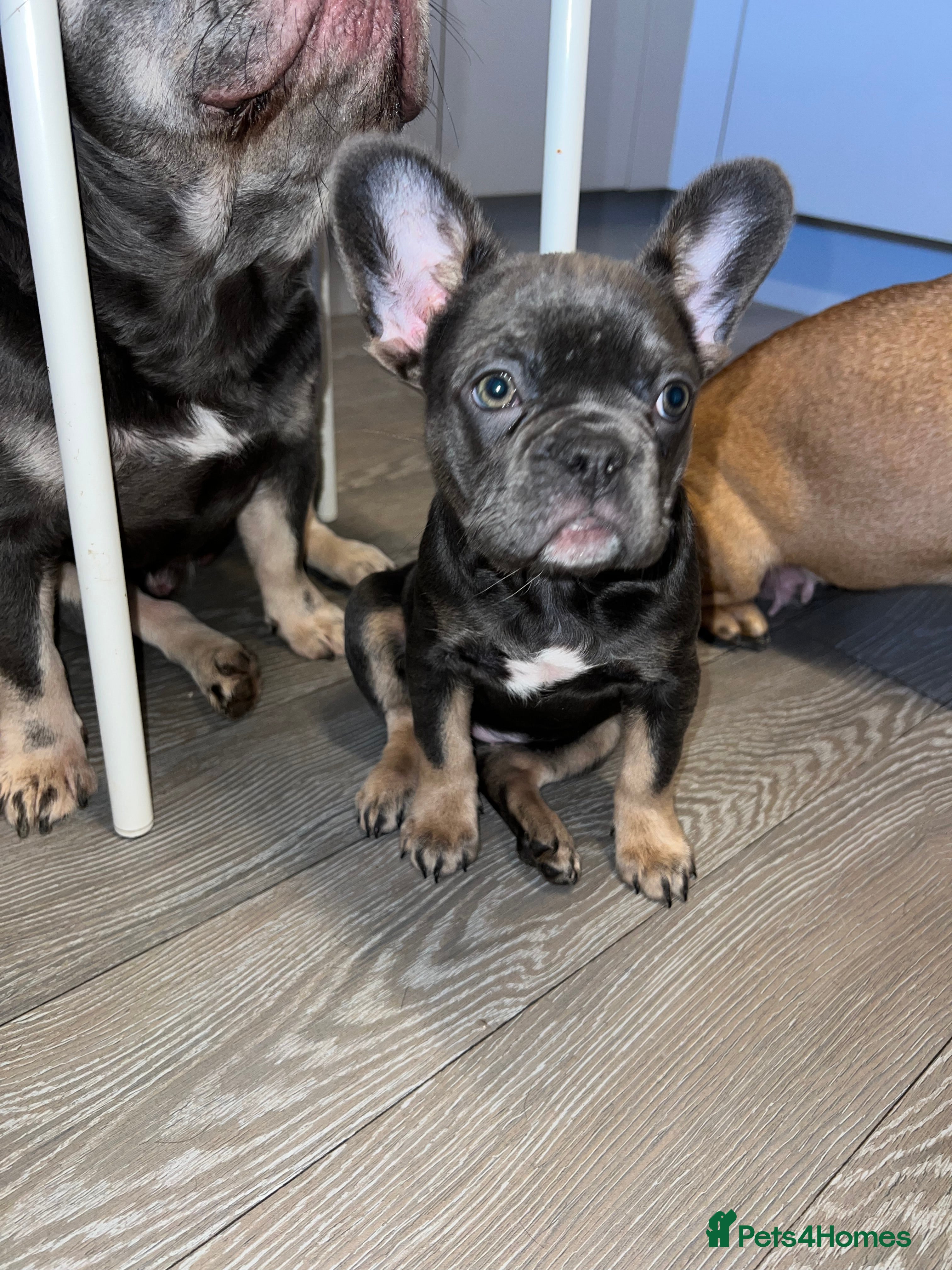 French Bulldog dogs Adorable Purebred Female French Bulldogs Ready! - Advert 12