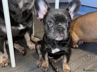 French Bulldog dogs Adorable Purebred Female French Bulldogs Ready! - Advert 14