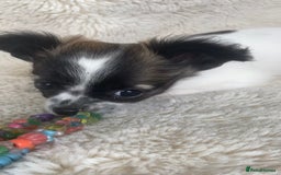Chihuahua dogs for sale: 2 chihuahua boys left  - Image 10