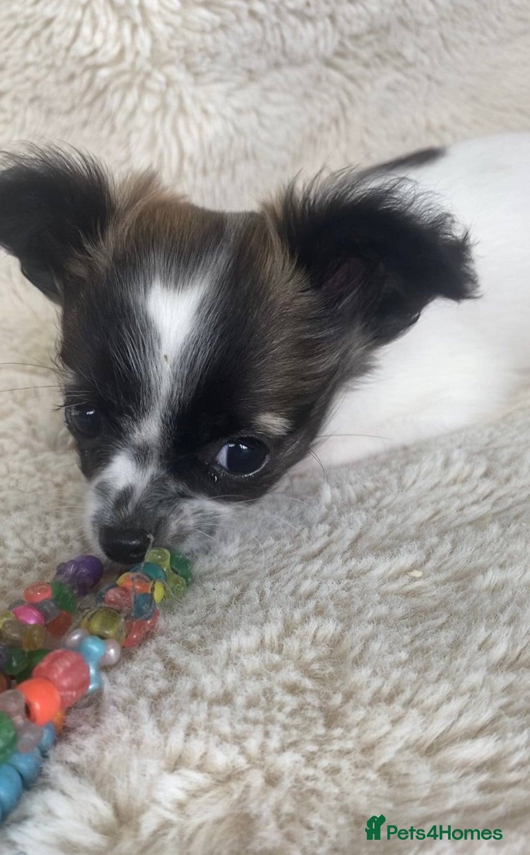 Chihuahua dogs for sale: 2 chihuahua boys left  - Image 10