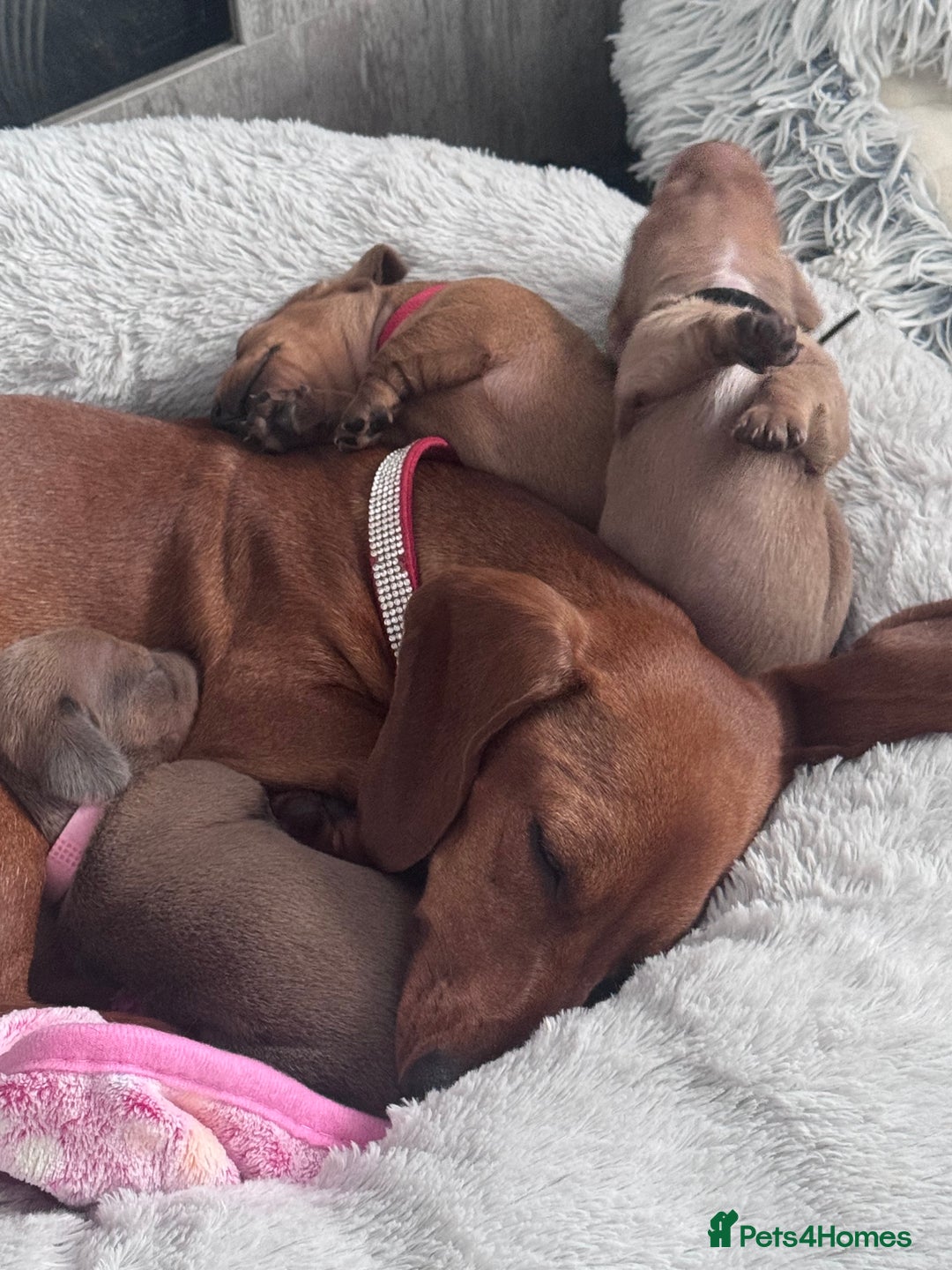 Miniature Dachshund dogs for sale: Beautiful miniature dachshund puppies - Advert 8